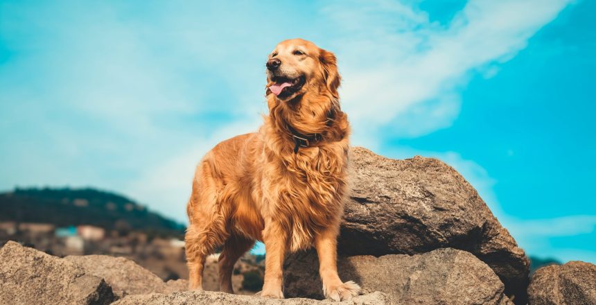 enis-yavuz-KKtuRtGkDys-unsplash
